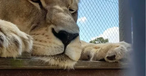 El zoológico amenaza con sacrificar a 5 leones más, después de haber sacrificado YA a 2, a menos que se salve el parque y venza el plazo.