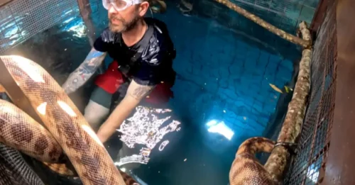 THE ULTIMATE SCAM! 'I'm A Celeb' Fans Accuse Show of Being RIGGED After Jack Osbourne's 'Suspiciously Fast' Record!